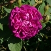 Rosa centifolia 'William Lobb' -- Strauchrose 